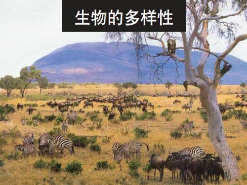 教科版科学六年级上册《校园生物大搜索》PPT