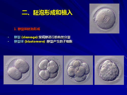 胚胎学总论