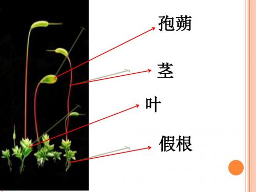 3.1.2种子植物(22张PPT)