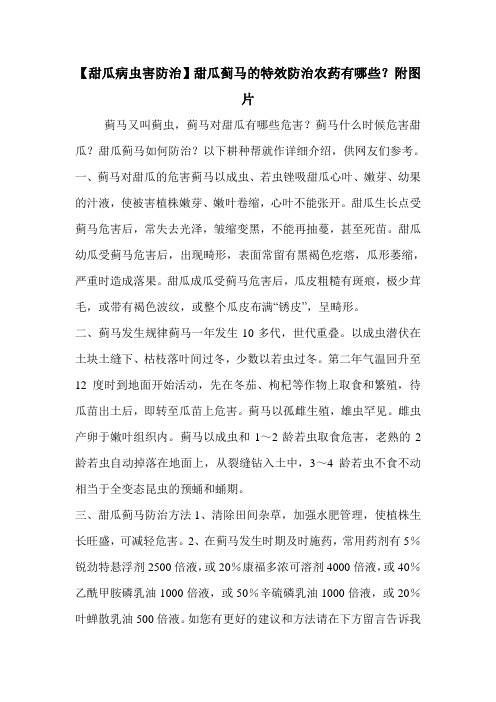 【甜瓜病虫害防治】甜瓜蓟马的特效防治农药有哪些？附图片
