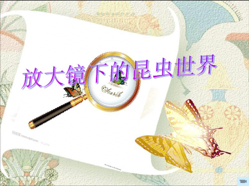 六年级科学下册课件-2 放大镜下的昆虫世界 - 教科版(共25张PPT)