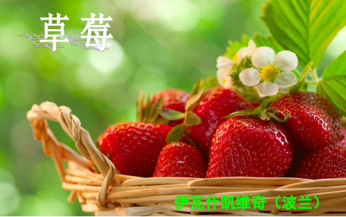 《草莓》ppt课件(16页)