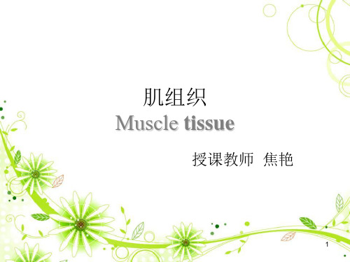 组织学和胚胎学  肌组织ppt课件
