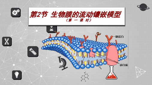 4.2生物膜的流动镶嵌模型