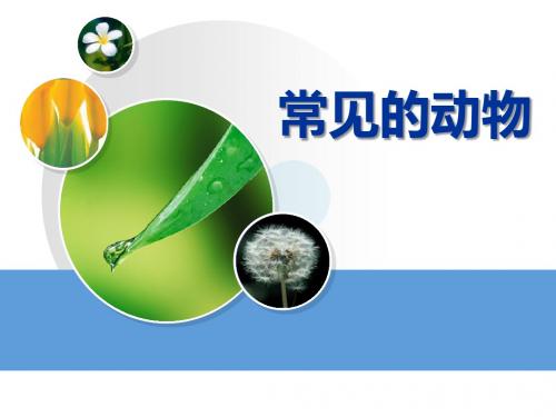 《常见的动物》身边的动植物PPT优秀课件2