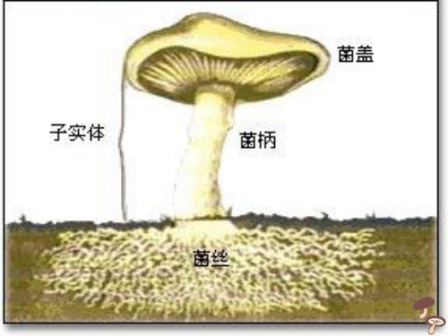 八年级生物上册第五单元第四章第三节真菌课件(新人教版)_11-15