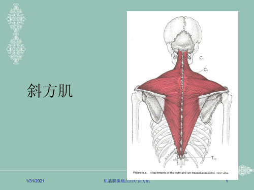 肌筋膜激痛点治疗斜方肌培训课件