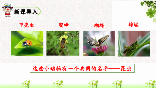 《昆虫备忘录》PPT课件