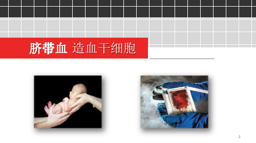 脐带血造血干细胞PPT课件