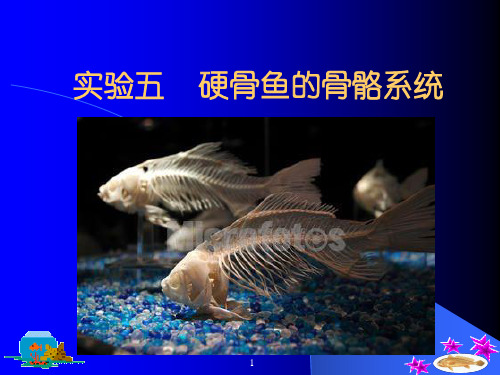 0904硬骨鱼骨骼系统