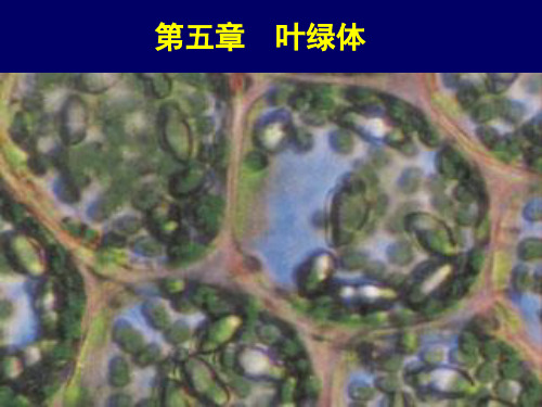 5章 叶绿体
