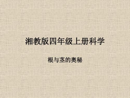 湘教版四年级上册根与茎的奥秘