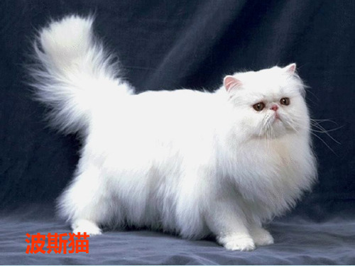二年级下语文课件找不到快乐的波斯猫_语文S版