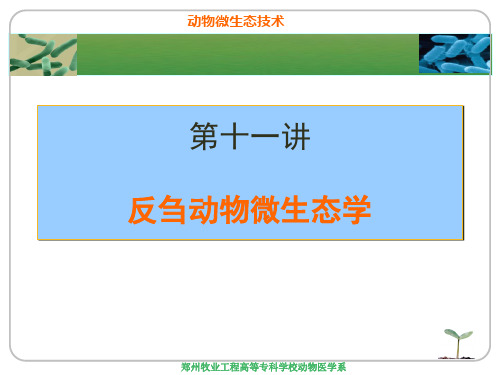 第十一讲 反刍动物微生态学