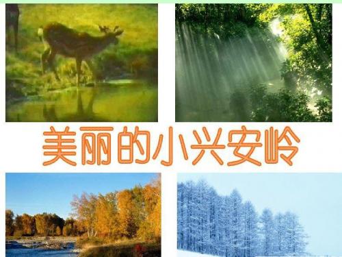 美丽的小兴安岭(1)