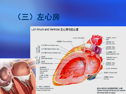 心脏三维解剖分析(左心)精品PPT课件