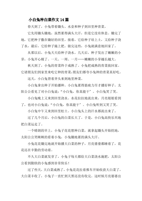 小白兔种白菜作文精选