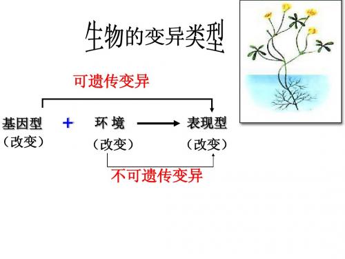 5.1 突变和重组