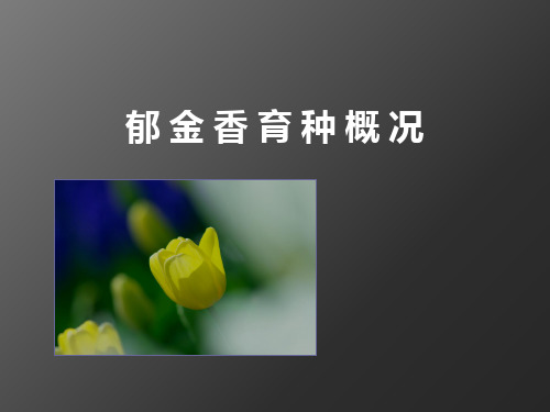 郁金香育种进展解析