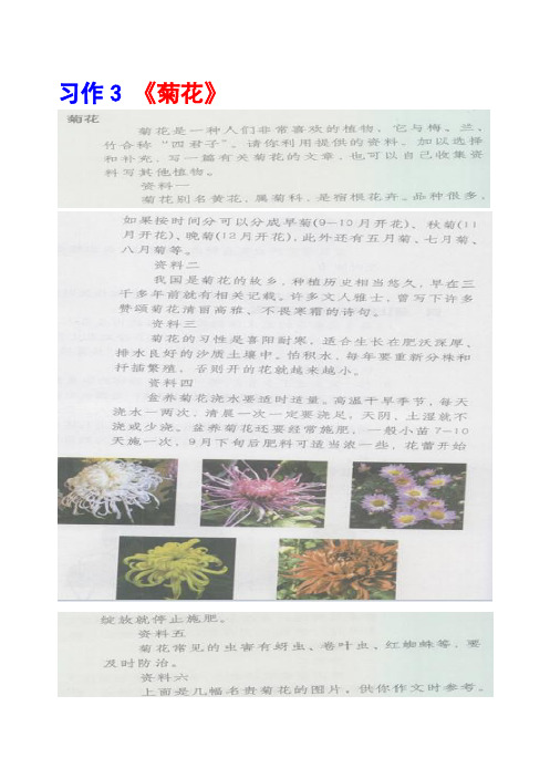 沪教版五年级上册习作3《菊花》范文(计32篇)