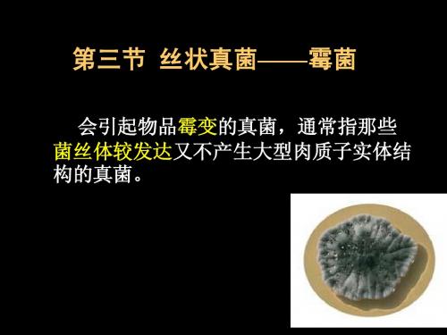 2.3霉菌