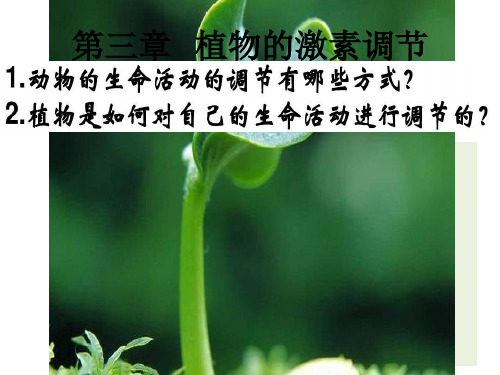 《植物生长素的发现》公开课课件