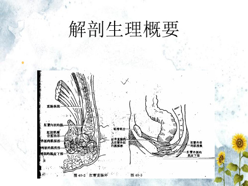 直肠肛管疾病文档