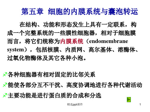 细胞生物学细胞的内膜系统与囊泡转运