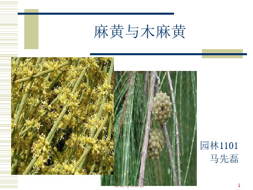 麻黄与木麻黄ppt课件