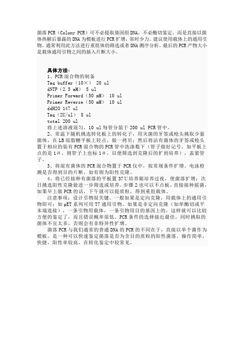 菌落PCR