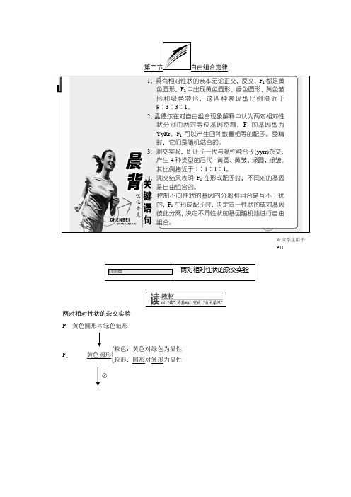 高中生物浙科版(浙江专版)必修二学案：第一章 第二节 自由组合定律 Word版含答案