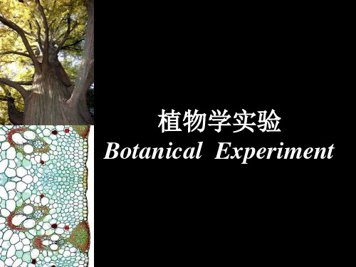 植物学实验五：叶形态
