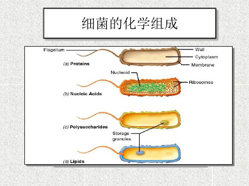 细菌的生理ppt课件