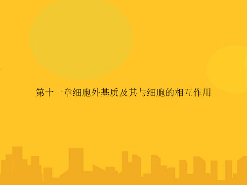 第十一章细胞外基质及其与细胞的相互作用PPT优秀版