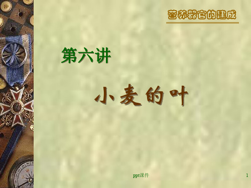 第六讲 小麦的叶