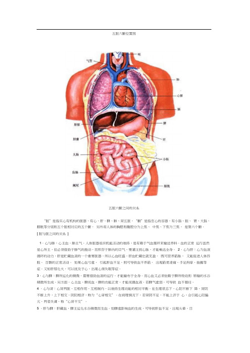 五脏六腑位置图