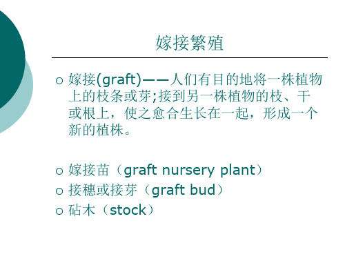 芽接枝接根接芽接7种类型