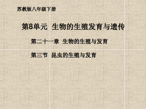 苏教版生物八年级下册21.3 昆虫的生殖与发育 课件(共51张PPT)