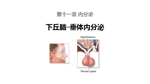 11.1.2 下丘脑、垂体-课件