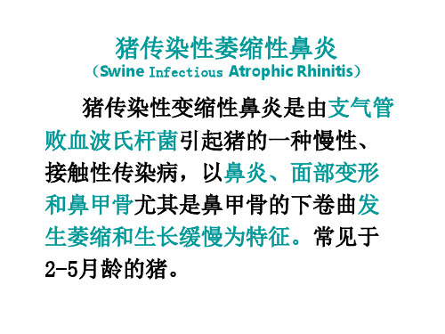 生物技术猪病防治  猪传染性萎缩性鼻炎精品PPT课件