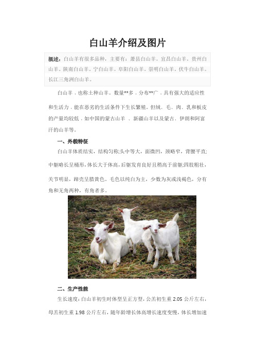 白山羊介绍及图片