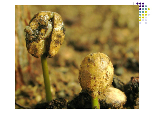 苏教版初中生物七年级上册 2.3.3 细胞分裂与分化 课件(共21张PPT)