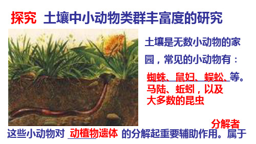 新课探究土壤中小动物的丰富度