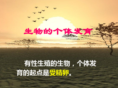 生物的个体发育剖析