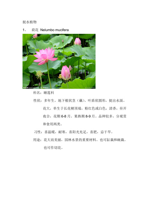 华东地区适用的水生植物