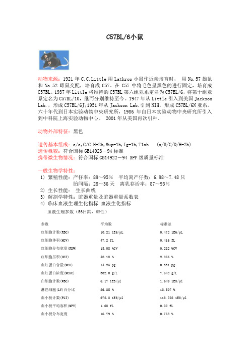 C57BL小鼠