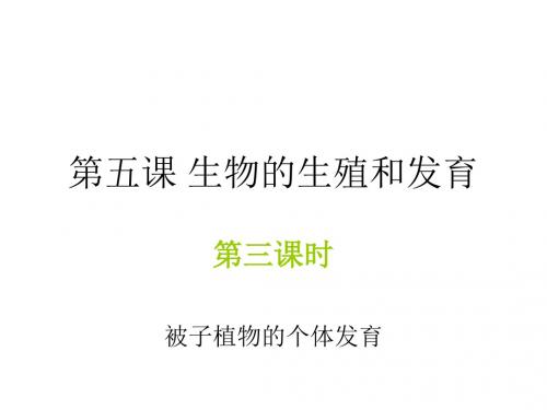 09届高三生物被子植物的个体发育(中学课件201908)