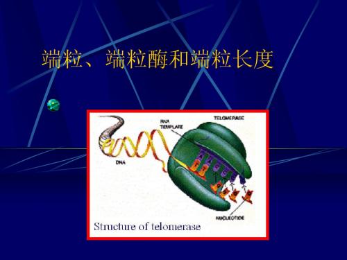 端粒