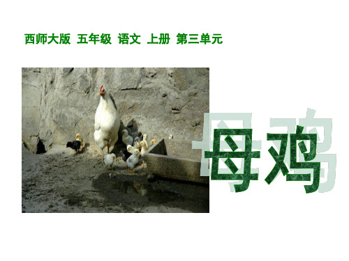 《母鸡》西师大版五年级语文上册教材课件PPT(2篇)