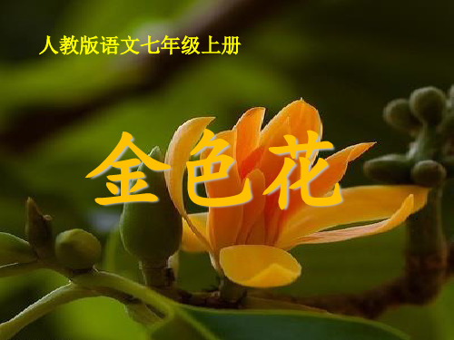 新人教版七年级语文上册第7课《金色花》课件